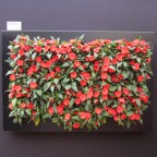 Lienzo naturado slimgreenwall mediano negro en stand Scotscape en 100 Chelsea Flower Show