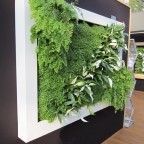 Lienzo naturado mediano blanco slimgreenwall en stand de Chelsea junto a Scotscape