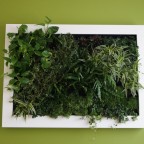 lienzo naturado slimgreenwall living artwork GCS (10)