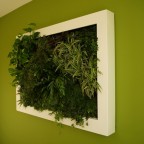 lienzo naturado slimgreenwall living artwork GCS (15)