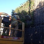 installation living wall at St Mary´s School 2