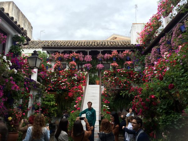 Naturación Urbana y patios de Córdoba Naturación Urbana y patios de Córdoba