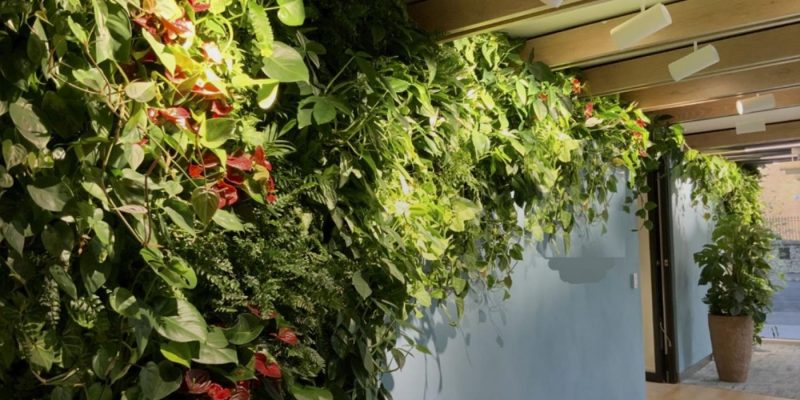 Light Energy: a vital impulse for Living Walls