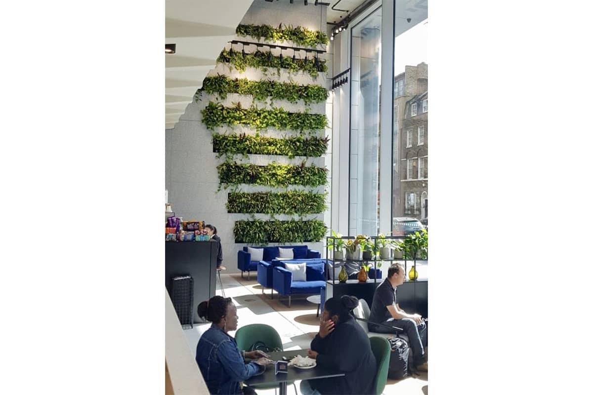 grays inn muro vegetal