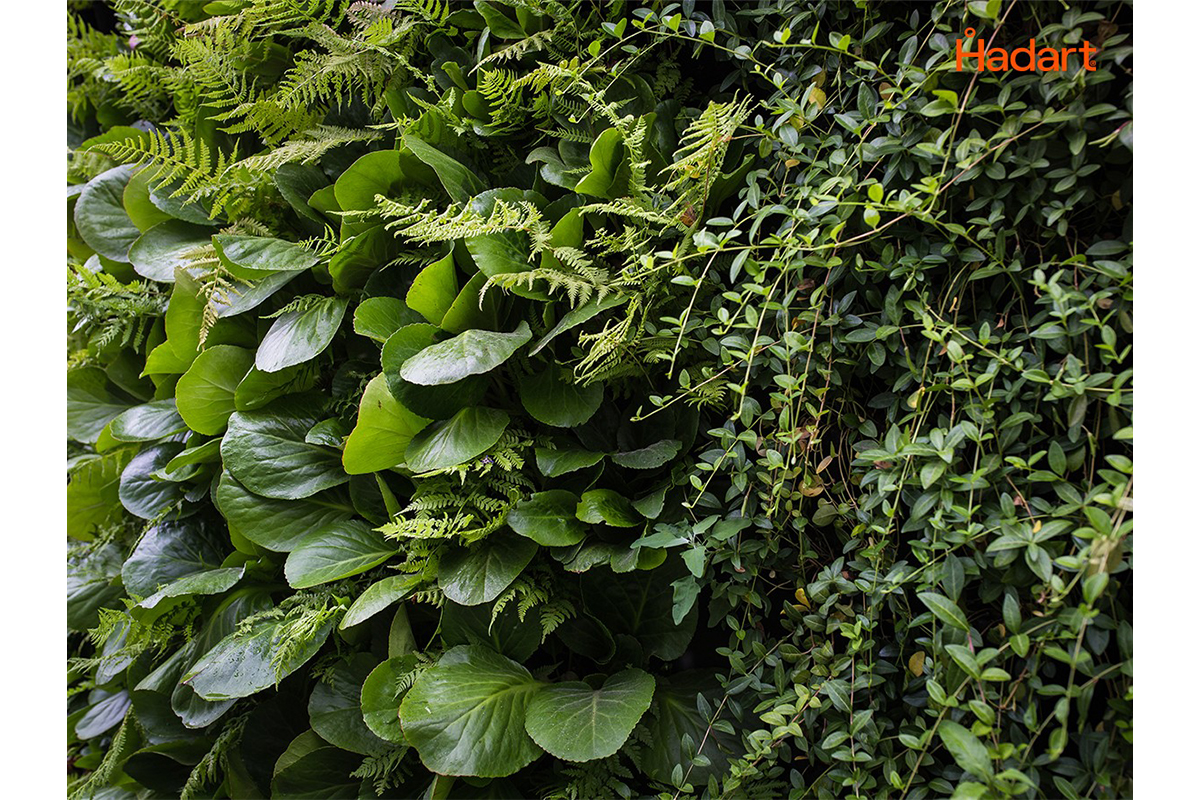 muro vegetal cracow hotel