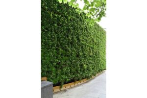 royal lancaster muro vegetal