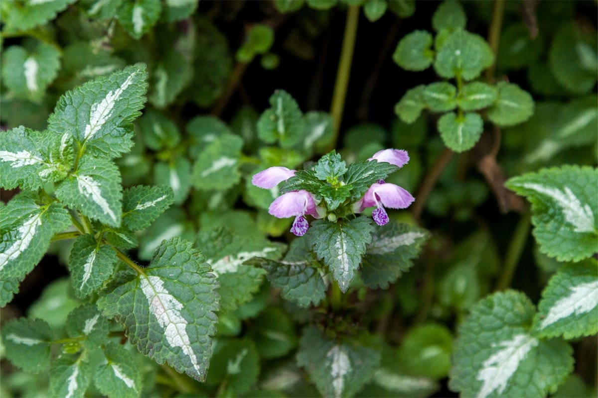 jardin vertical hotel posejdon