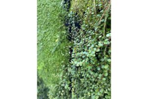 fachada vegetal quiron materno infantil