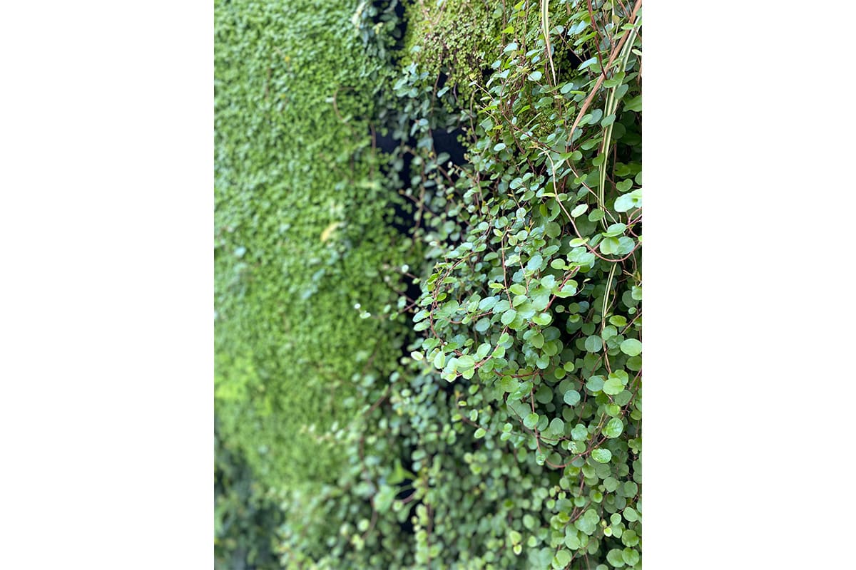 fachada vegetal quiron materno infantil