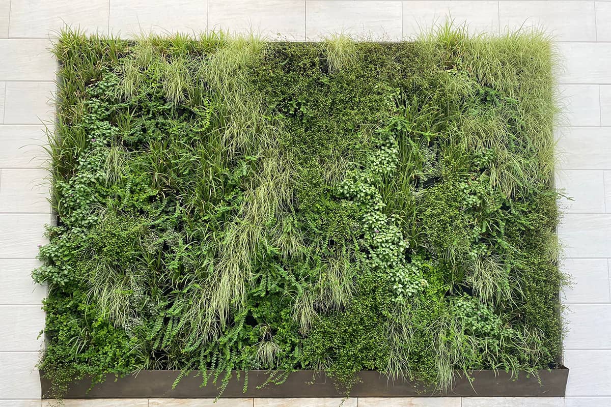 muro vegetal radisson