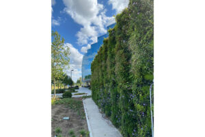 farmaceutica muro vegetal