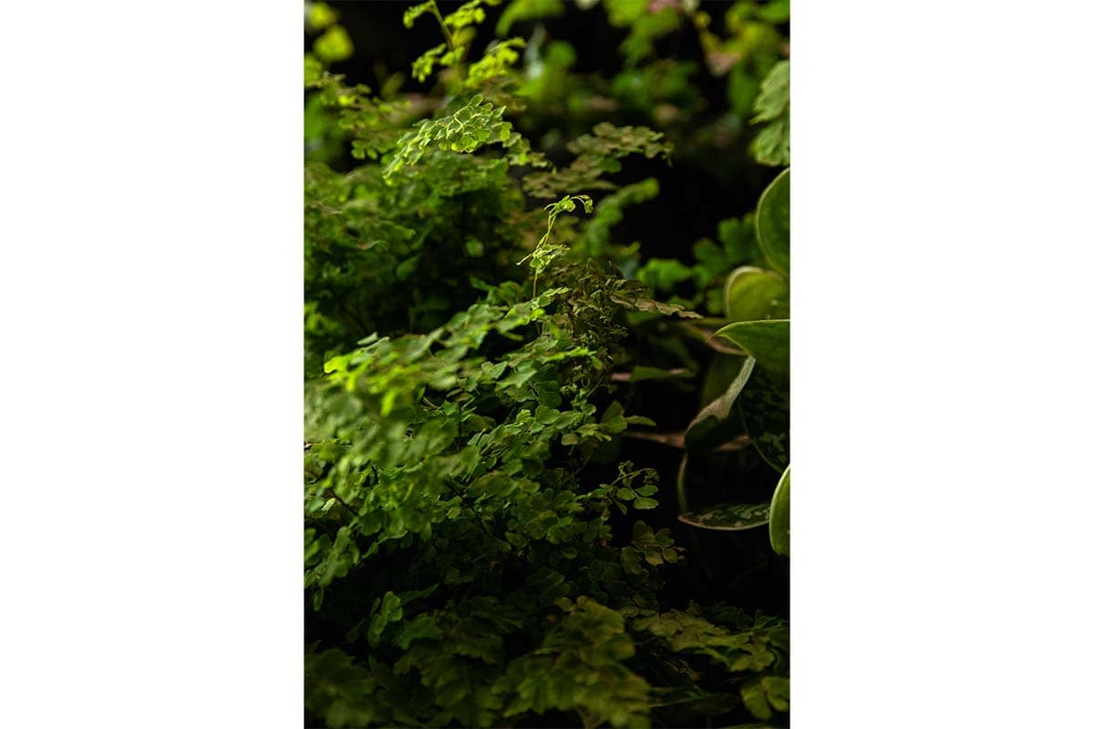 jardin vertical centro de arte y cultura ede