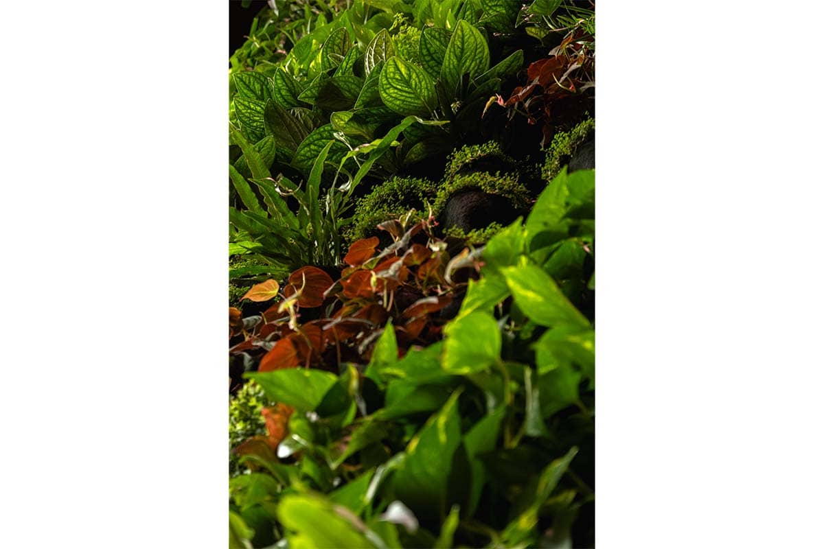 muro vegetal centro de arte y cultura ede