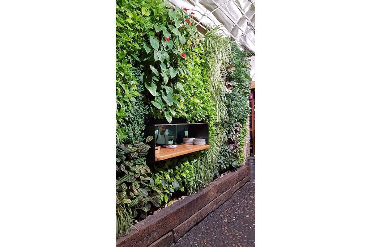 bar pelayo muro vegetal