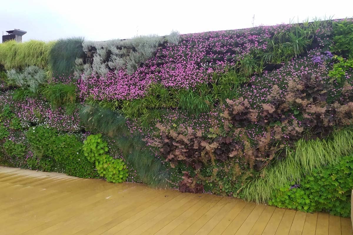 muro vegetal cubierta bbva 