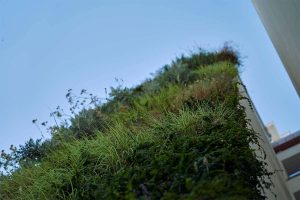 muro vegetal exterior domus vivendi 